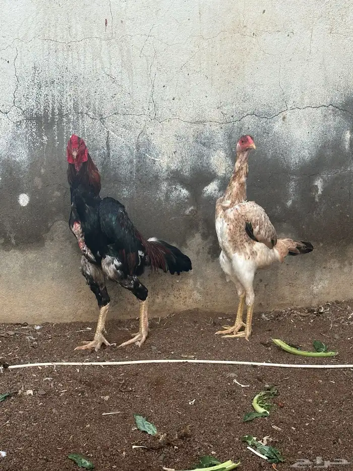 دجاج شامو 10