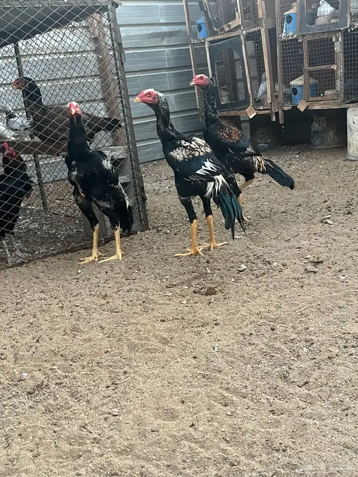 السلام عليكم 3