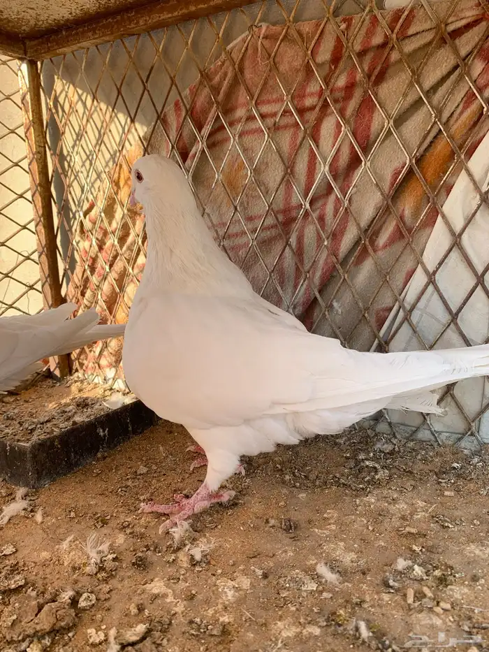 حمام فرنسي 2