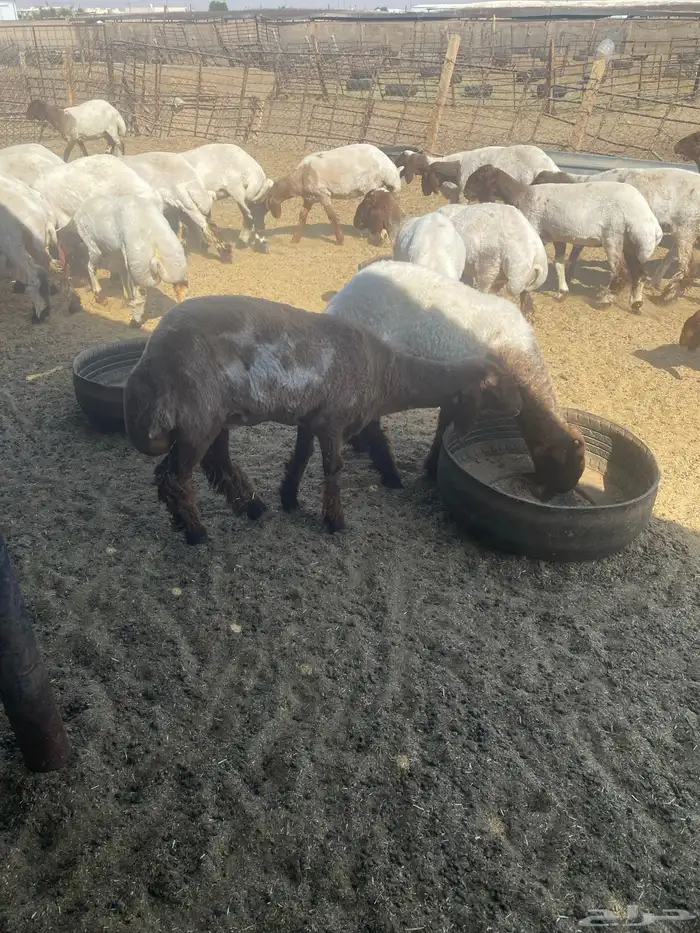 جذعات نعيم 5