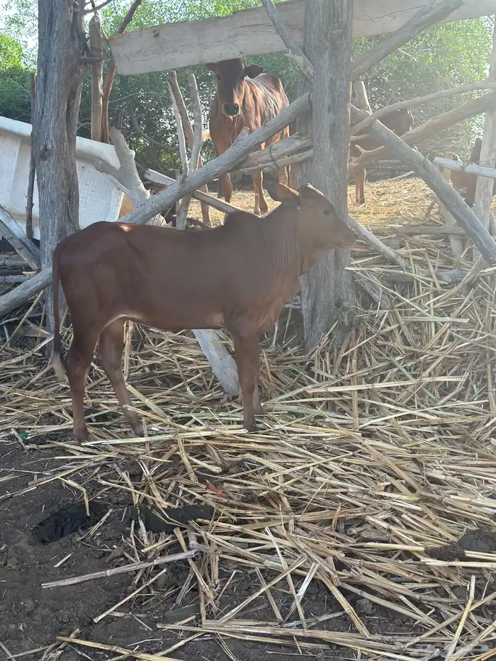 عجول العدد 3 0