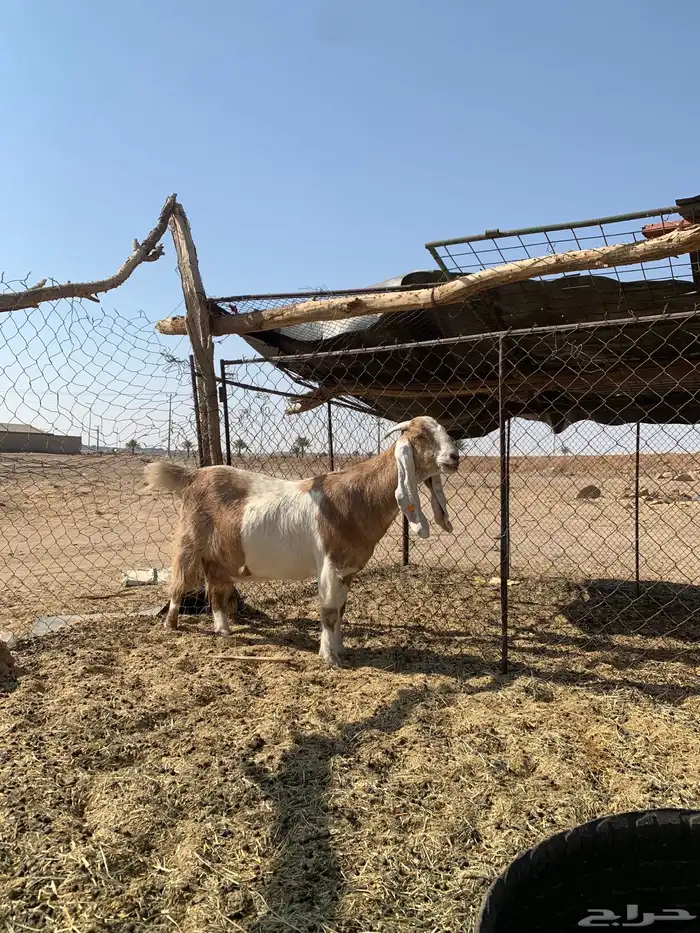 للبيع معزا دفع 0