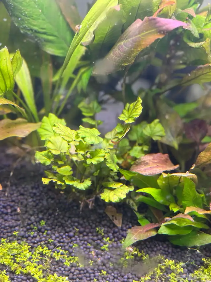 احواض سمك aquarium مزروعة  ونباتات مائية   تصاميم إحترافية 44