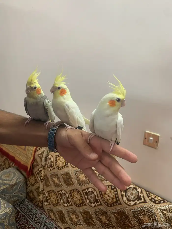 كروانات اليفه مفطومه 2