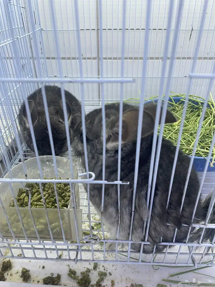 شانشيلا أليفه 6