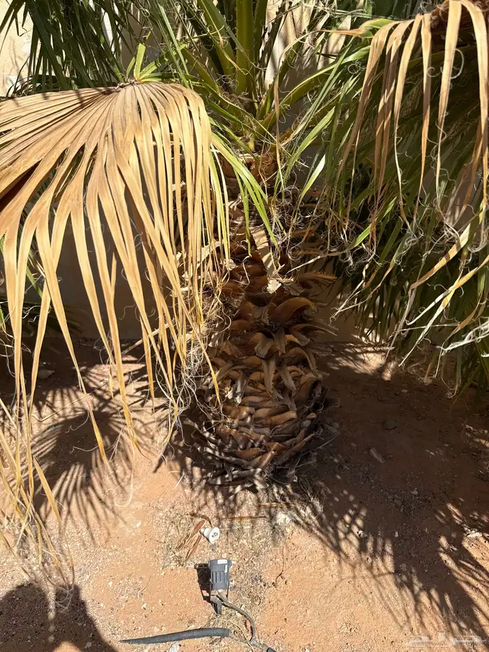 نخل واشنطني 2