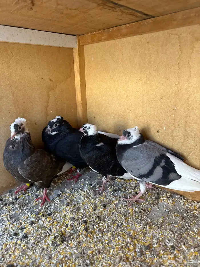 حمام قطيفي معهن زغاليل للبيع 3