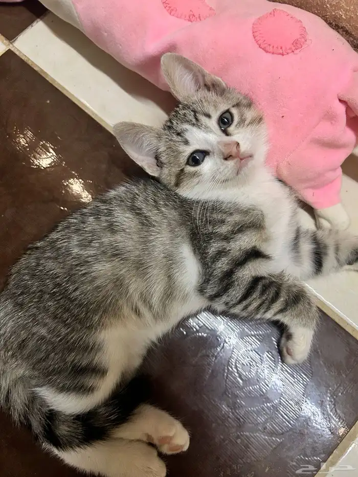 قط صغير لتبني لمن يخاف الله فيه 3