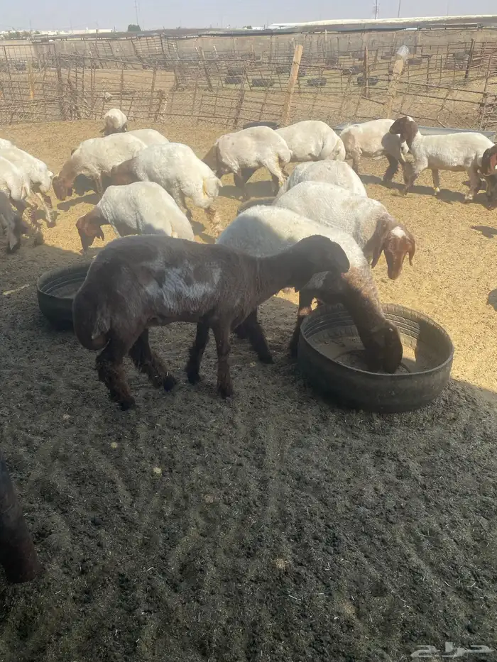 جذعات نعيم 4