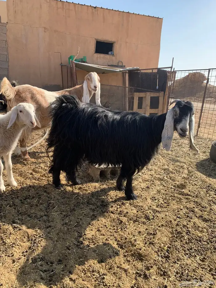 للبيع معزا دفع 4