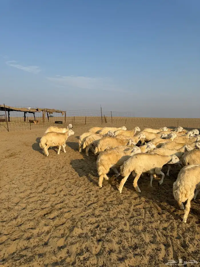 بهم للبيع وطليان مناسبات اعمار 6 شهور إلى 7 شهور 1