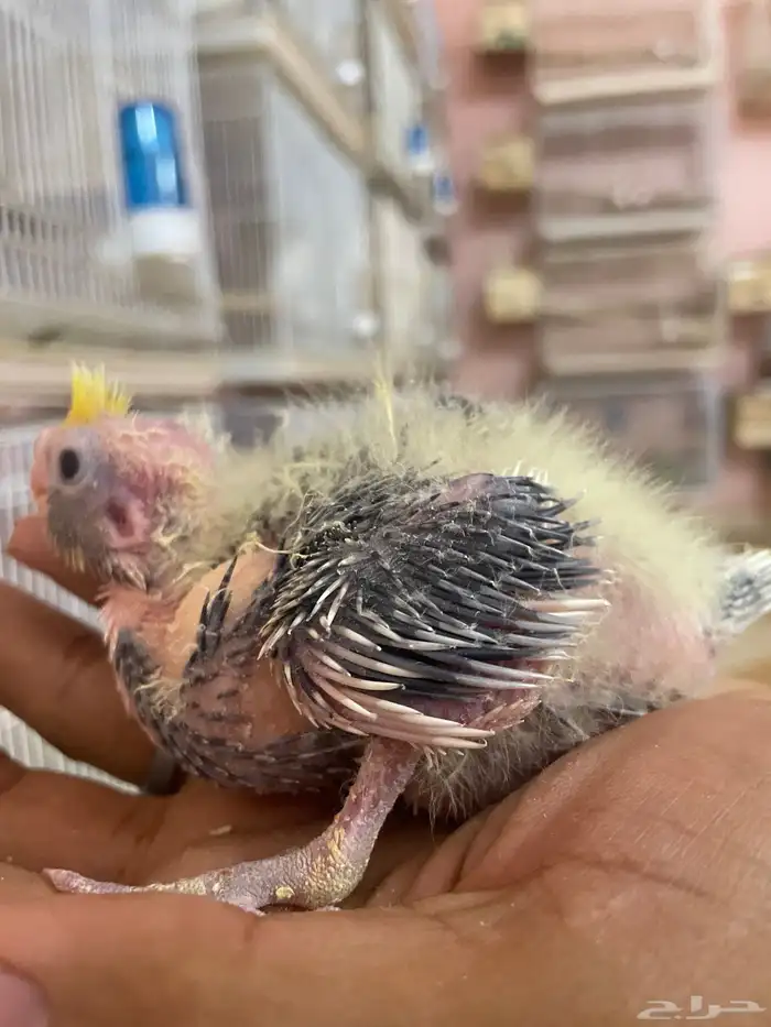 ولله الحمد والمنه توفرت من جديد فروخ كروانات وروزات 2