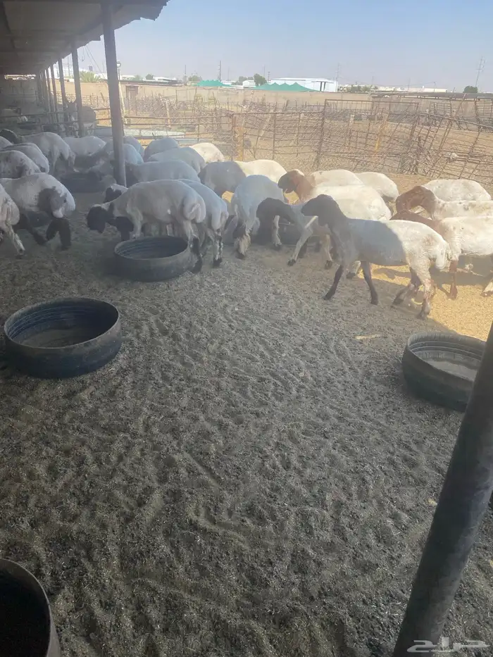 جذعات نعيم 2