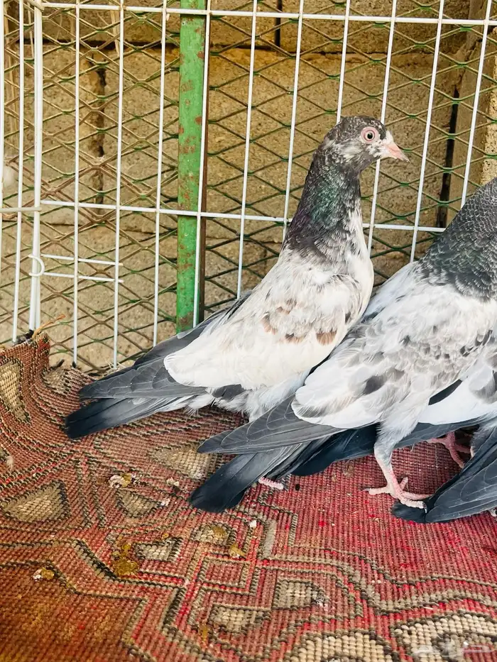 طبات تيدي فواخر 4