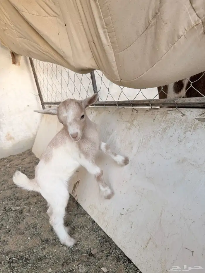 تيوس قزمية صغيرة 2