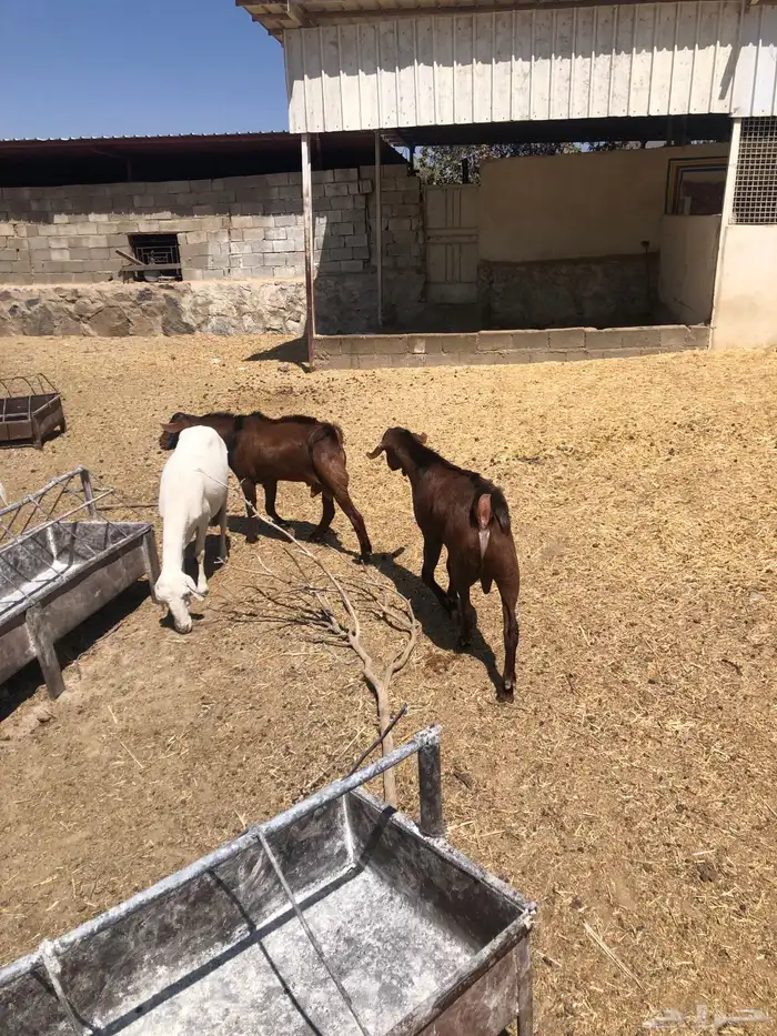 تيوس فحول نظيفة 5