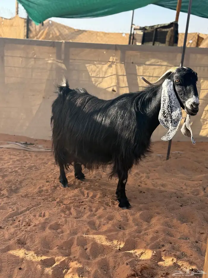 عنز عارضيه طيبه حاصب 3