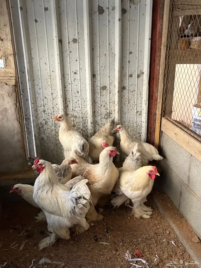 دجاج براهما على السوم 2