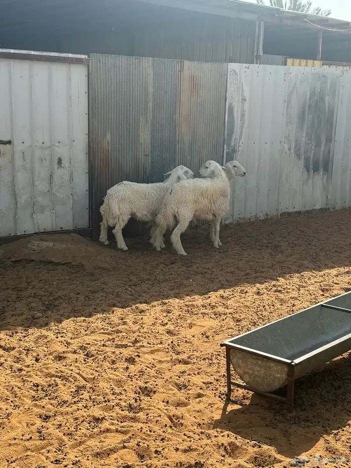 ذبايح كفوو 1