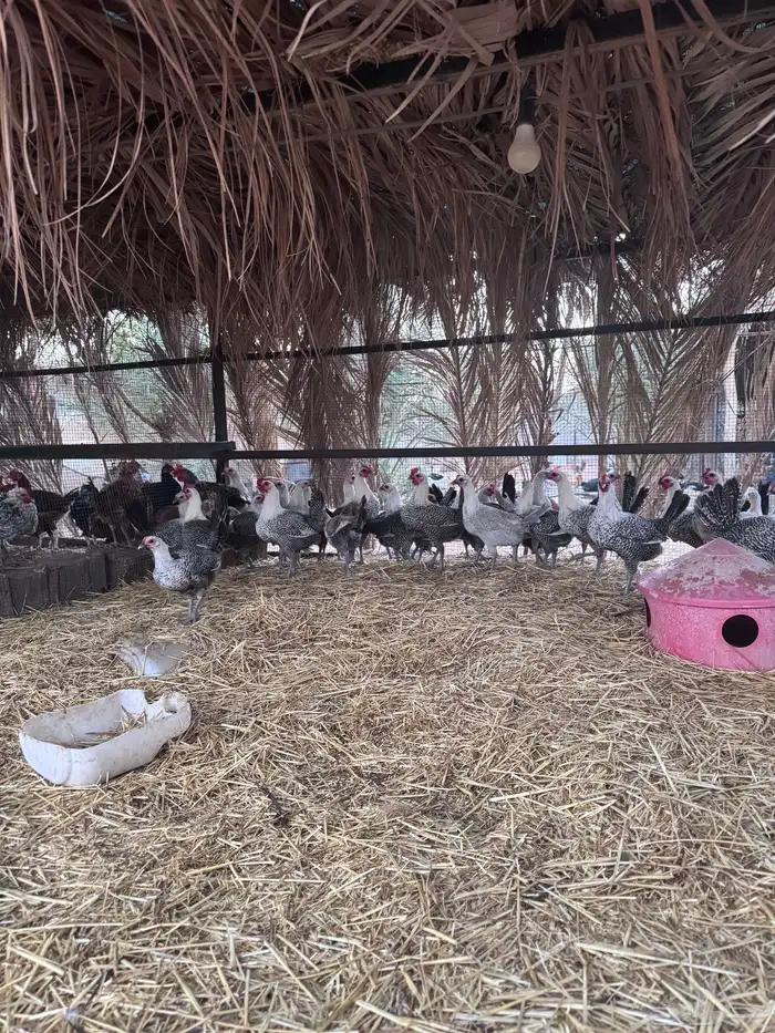 دجاج فيومي المنيوم وشبابي 5