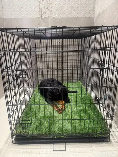 كلب روت ويلر العمر 4 شهور الحجم كبير index