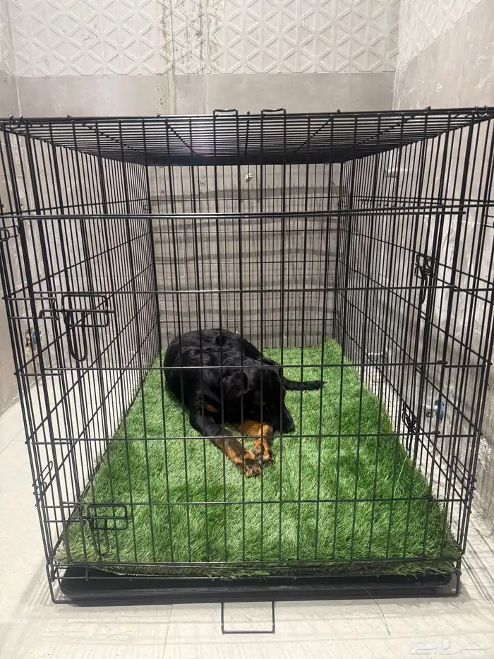 كلب روت ويلر العمر 4 شهور الحجم كبير 8