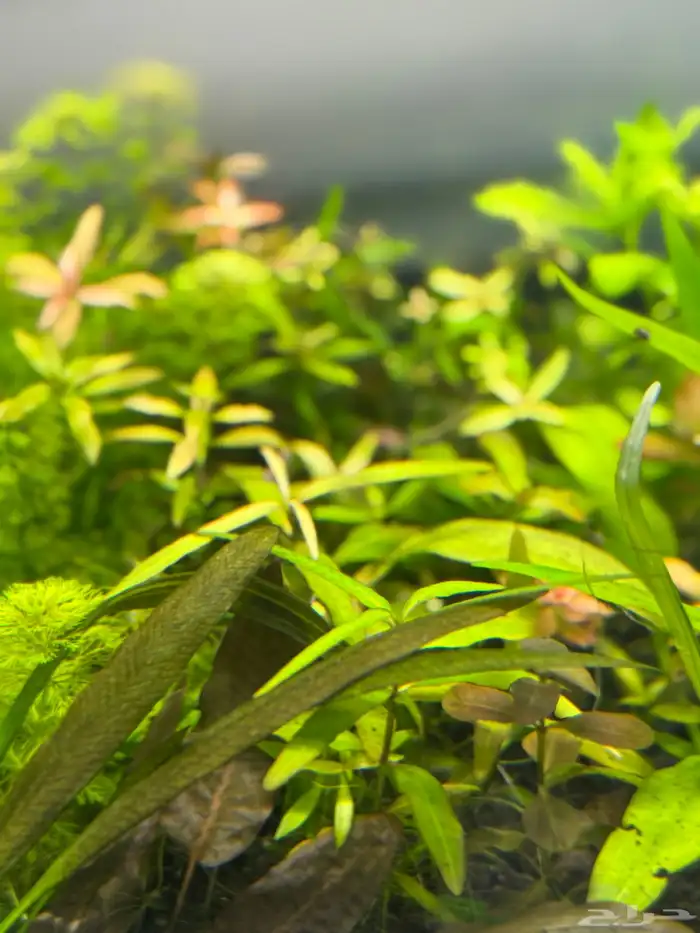 احواض سمك aquarium مزروعة  ونباتات مائية   تصاميم إحترافية 49