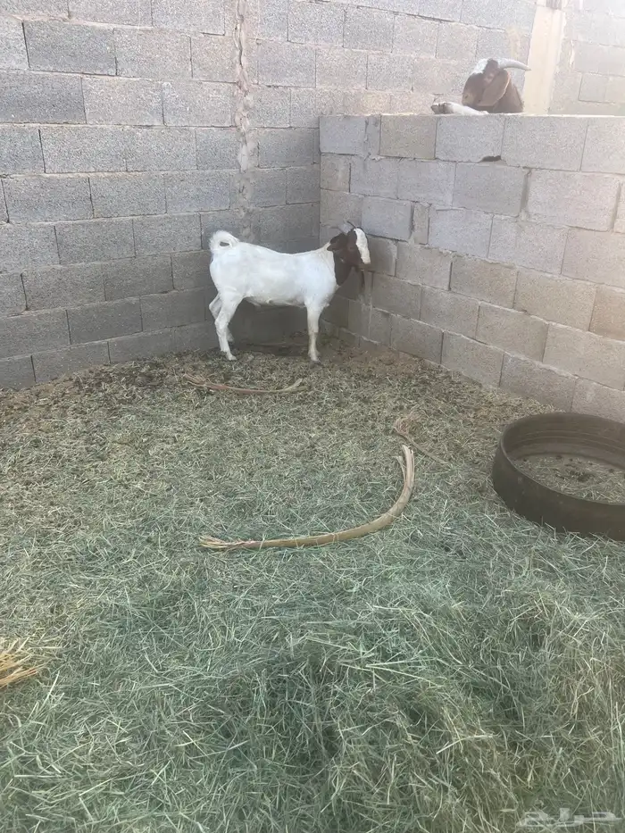 بورقوت تيوس بورقت 7