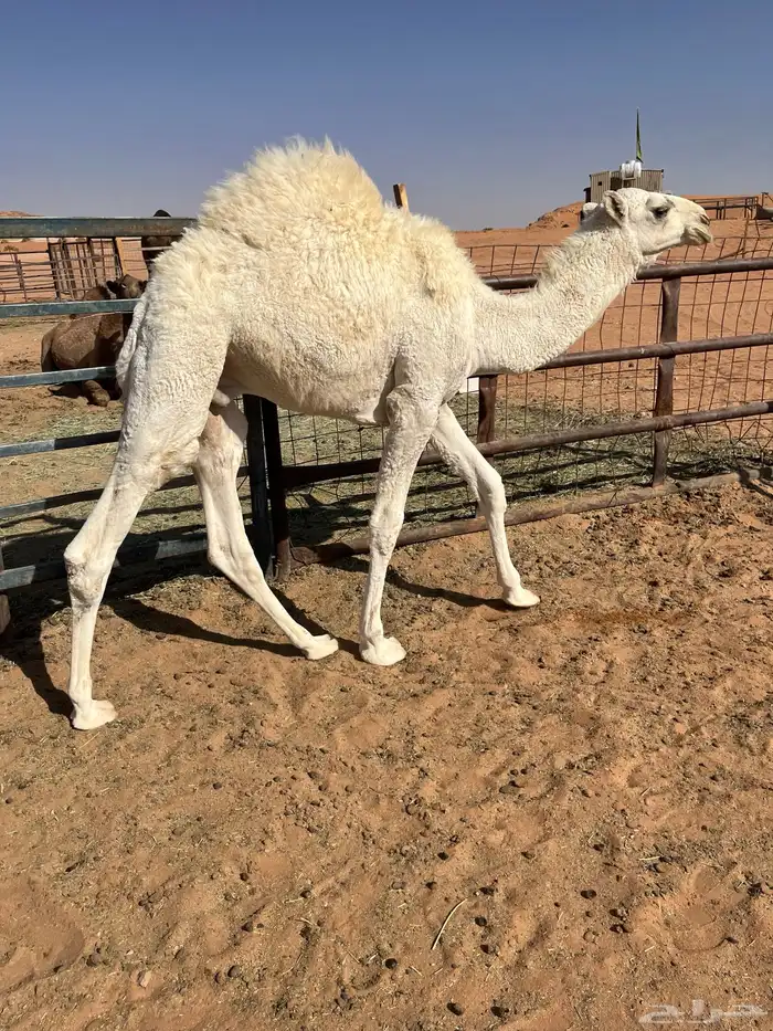 قعدان قصب 2 1