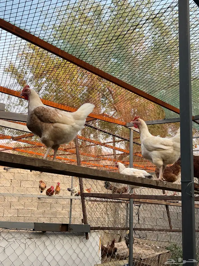 دجاجتين فرنسية للبيع 1