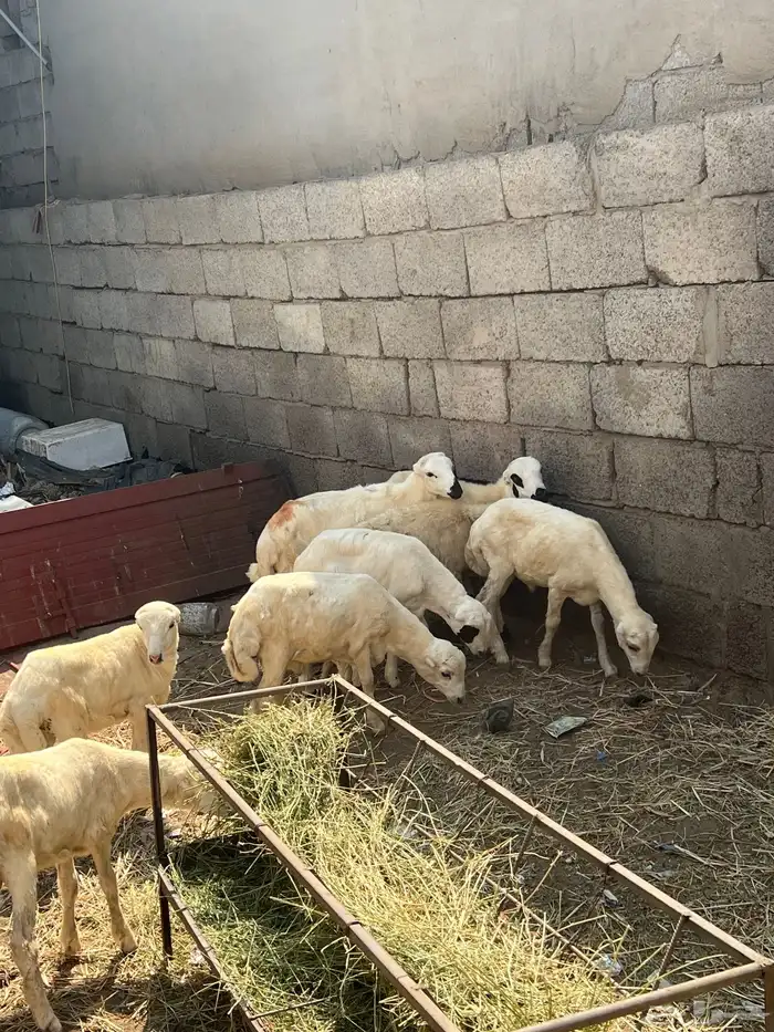 كباشي بلدي 0