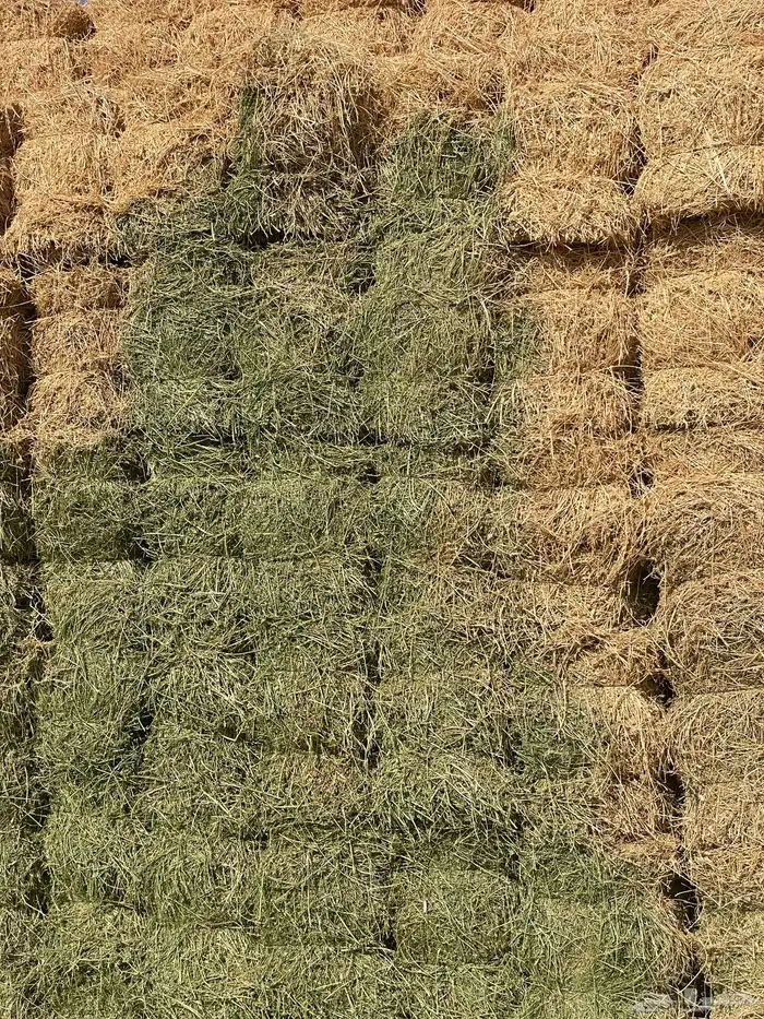 برسيم صافي شد من 85-90 2