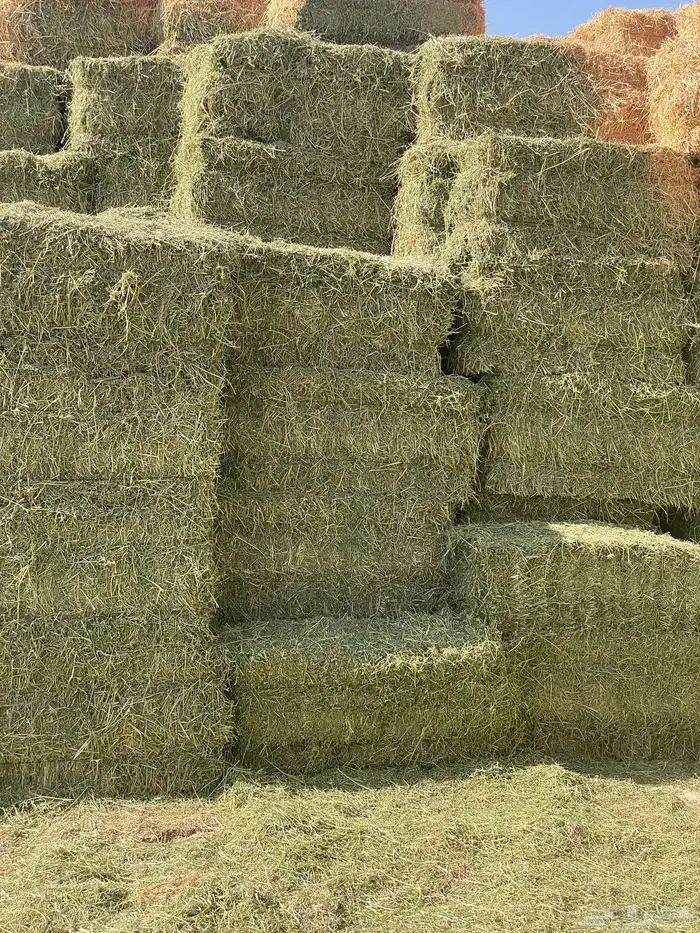 برسيم صافي شد من 85-90 0