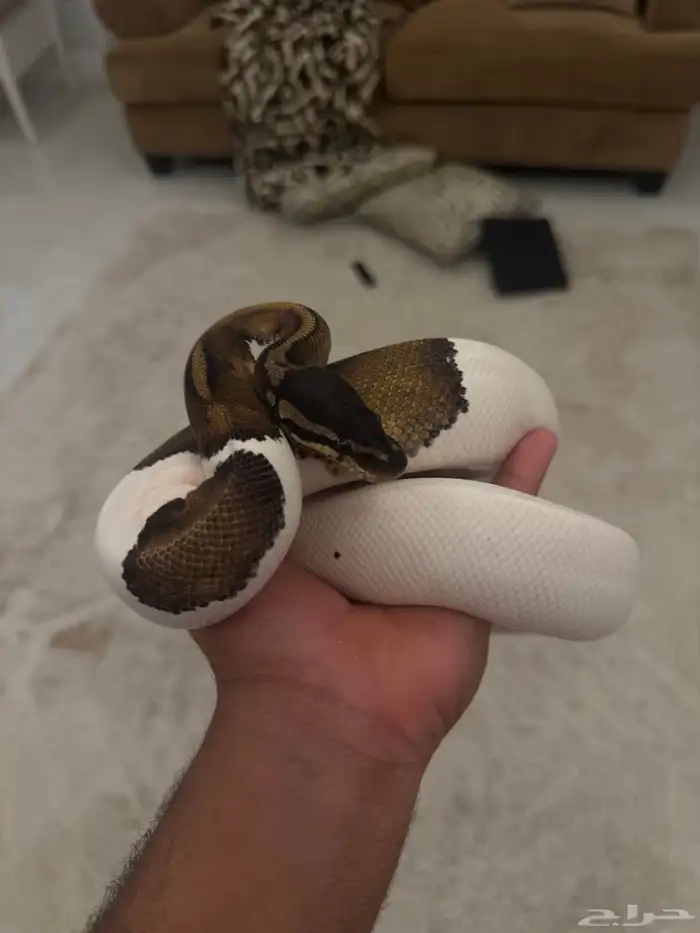 بول بايثون 0