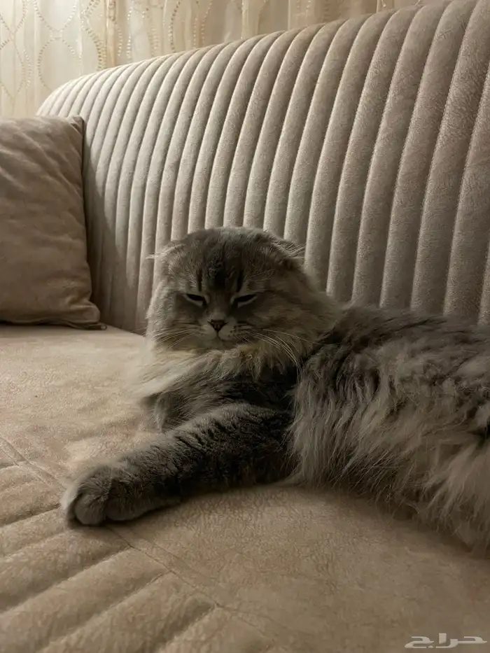 قط ذكر شيرازي مفقود 4