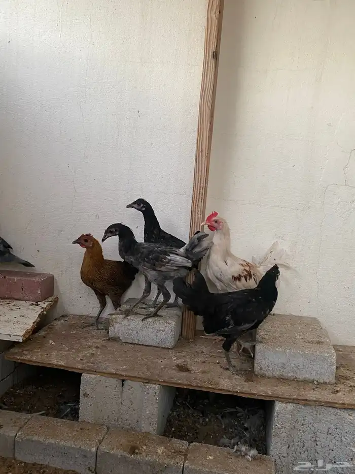 دجاج وديك للبيع 4