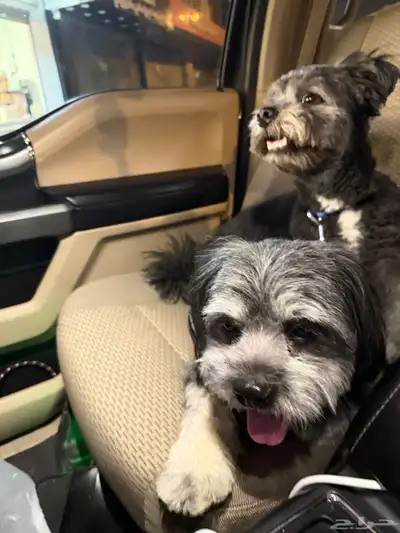 كلب مالتيز اسود ذكر وأنثى index