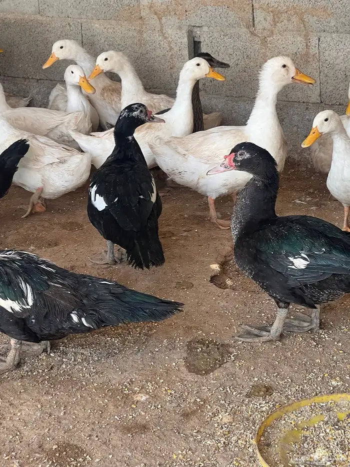 بط كيني وبح للبيع 2