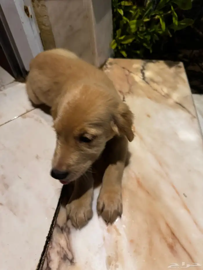 pure golden retriever 14