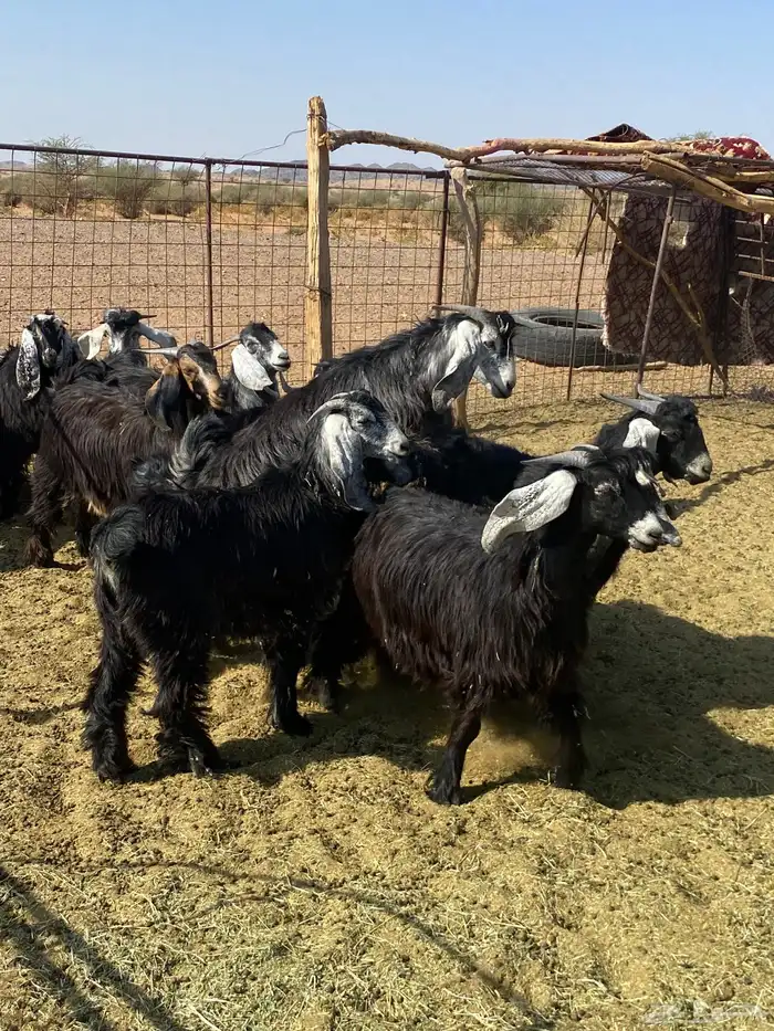 تيوس طيبات 0