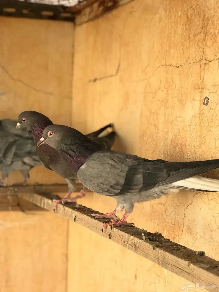 حمام قطيفي   قلابي 19