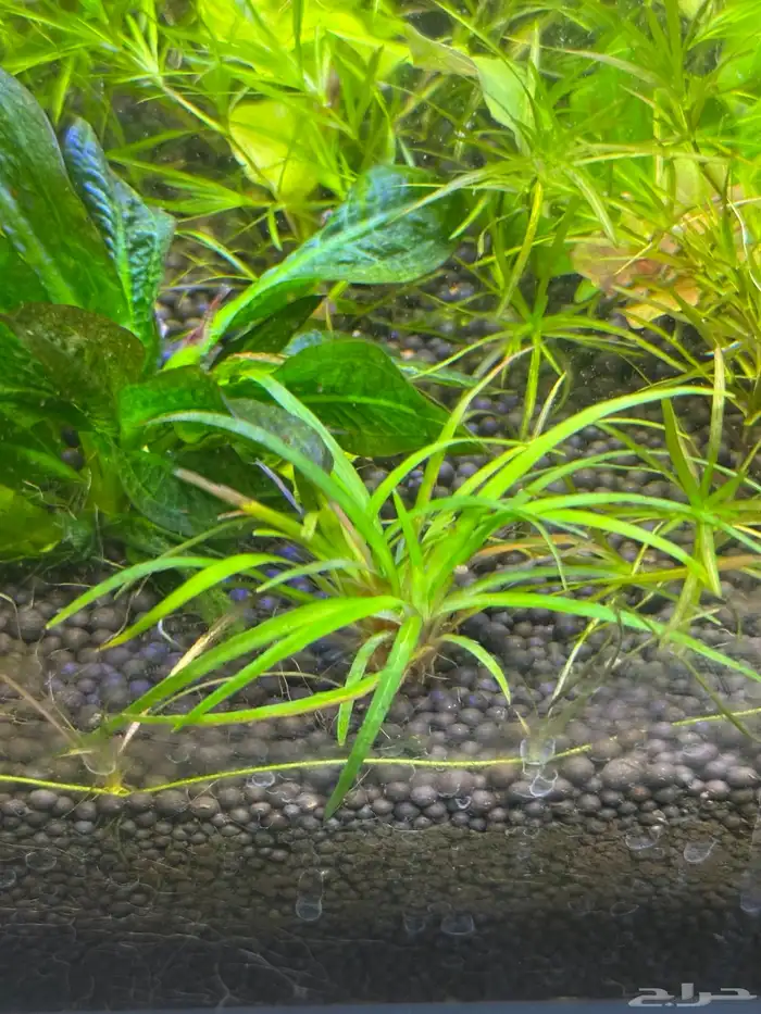 احواض سمك aquarium مزروعة  ونباتات مائية   تصاميم إحترافية 31