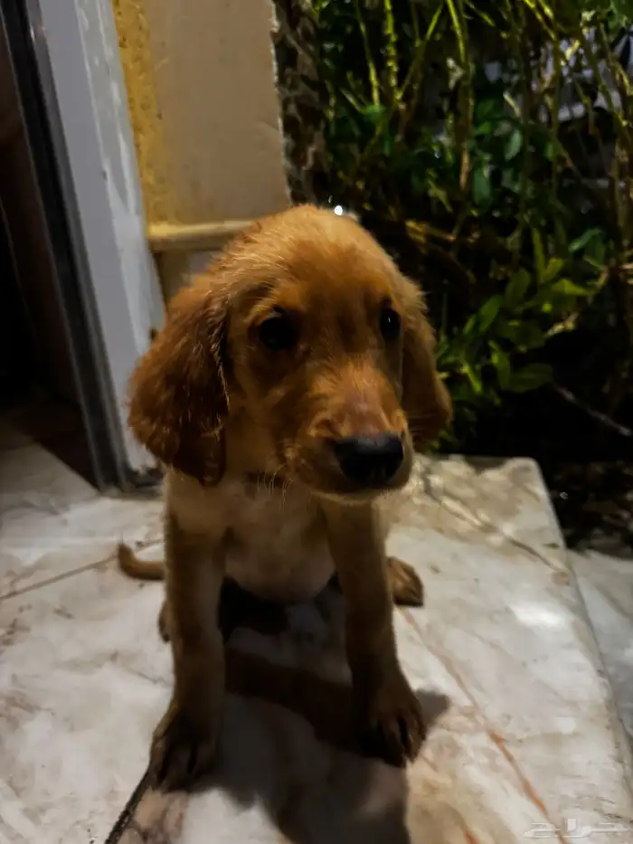 pure golden retriever 2