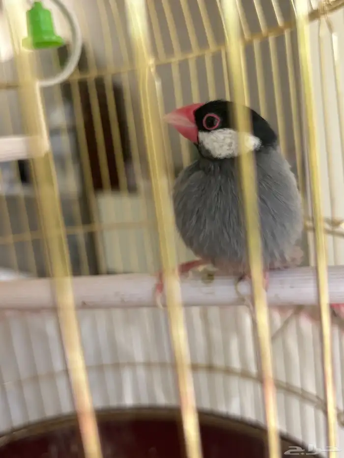 طير جاوا للبيع 0