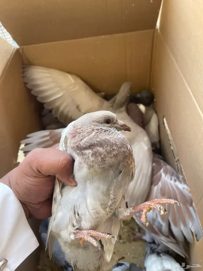 فراخة زاجل غير مذبوح السوم واصل 24 طيبات 1