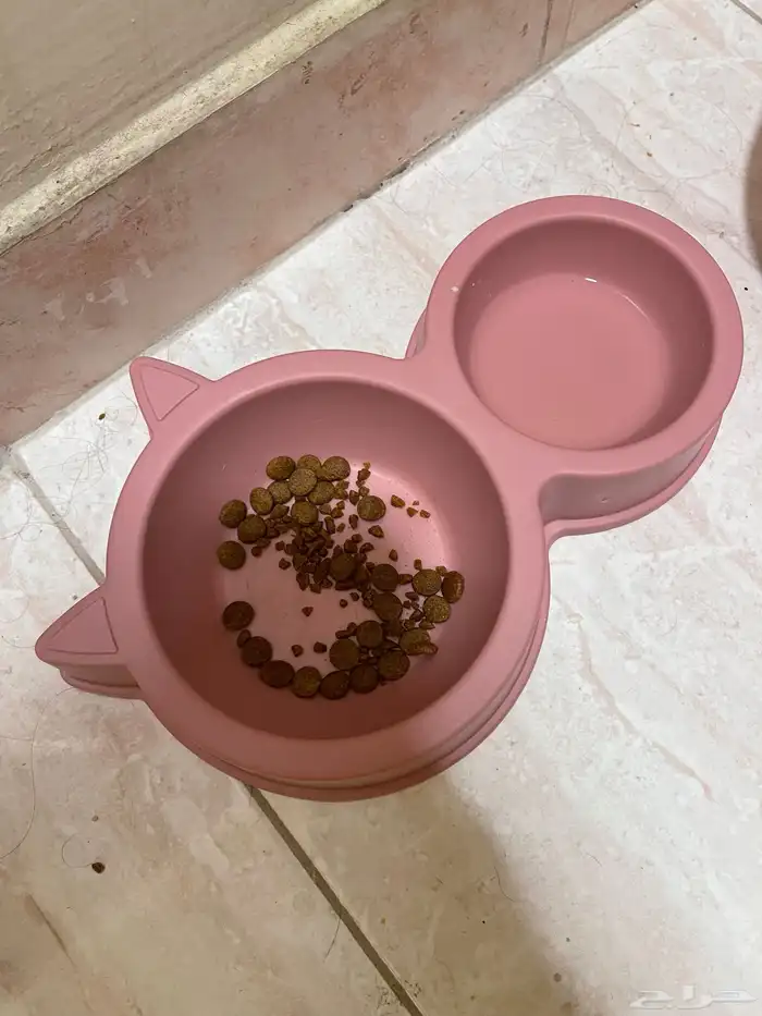 قطة شيرازي انثى 5