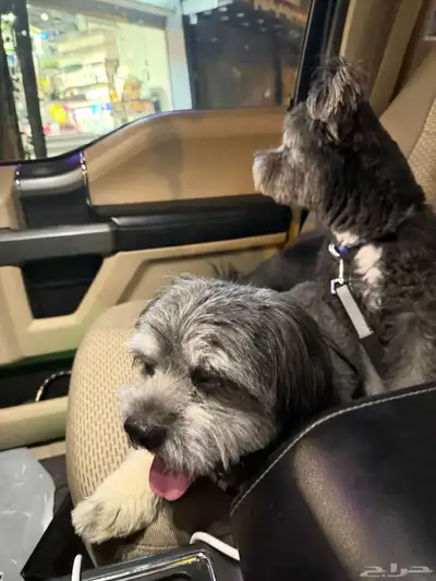 كلب مالتيز اسود ذكر وأنثى index