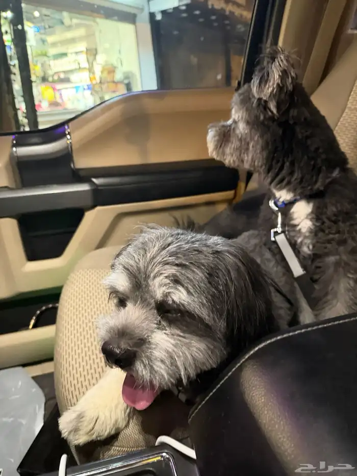 كلب مالتيز اسود ذكر وأنثى 1