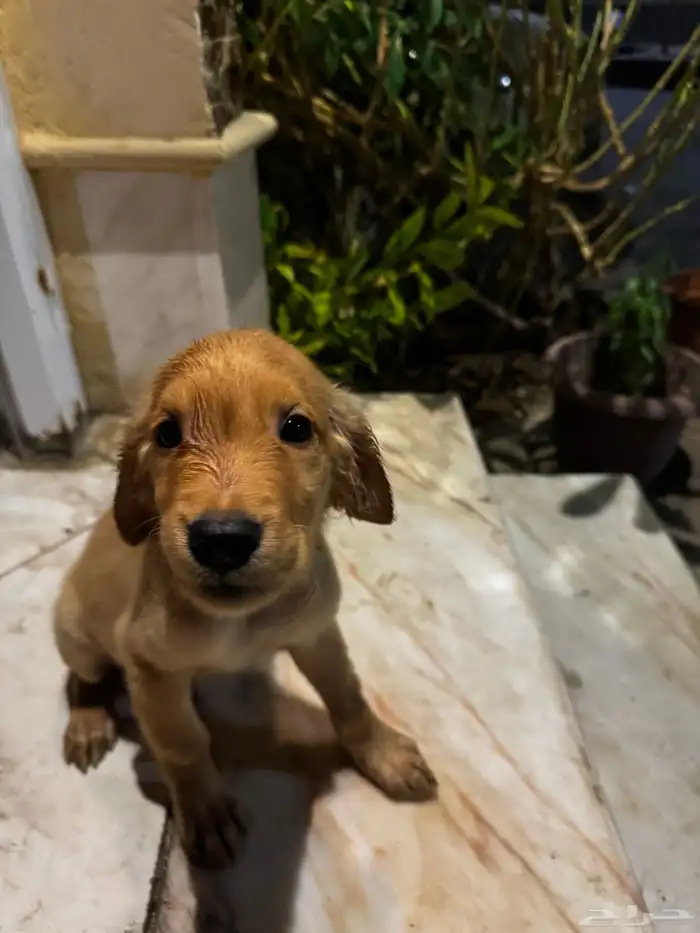 pure golden retriever 4