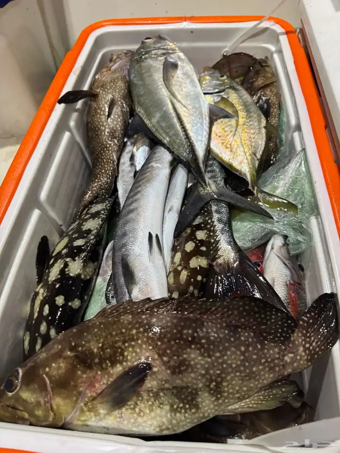 قارب نزهة للرحلات البحرية القنفذة 3